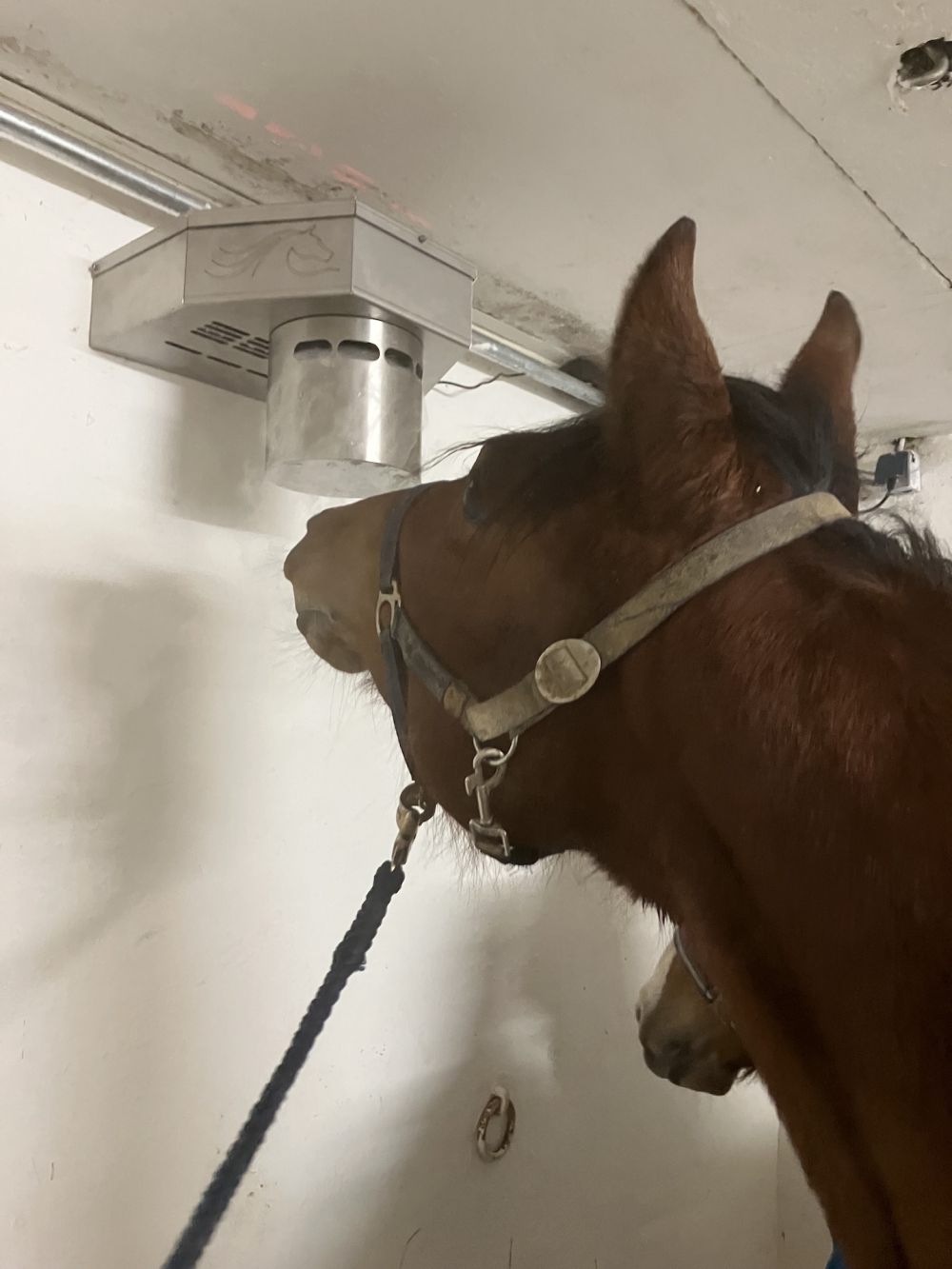 Sole­kammer für Pferde