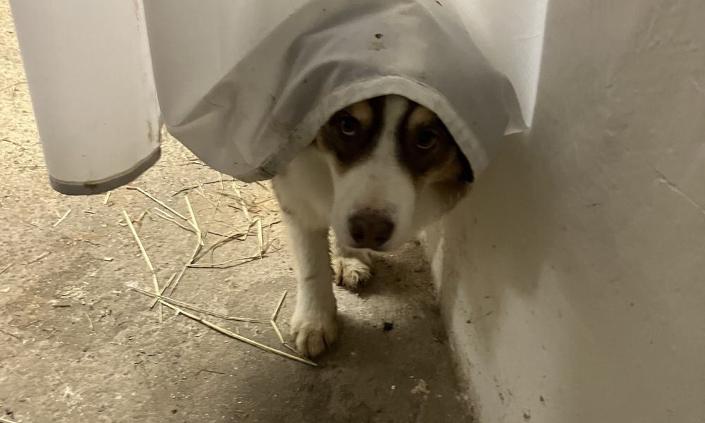 Sole­kammer für Pferde