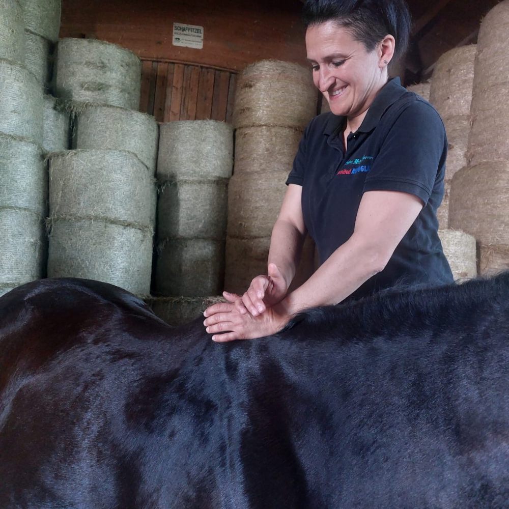 Chiro­praktik für Pferde