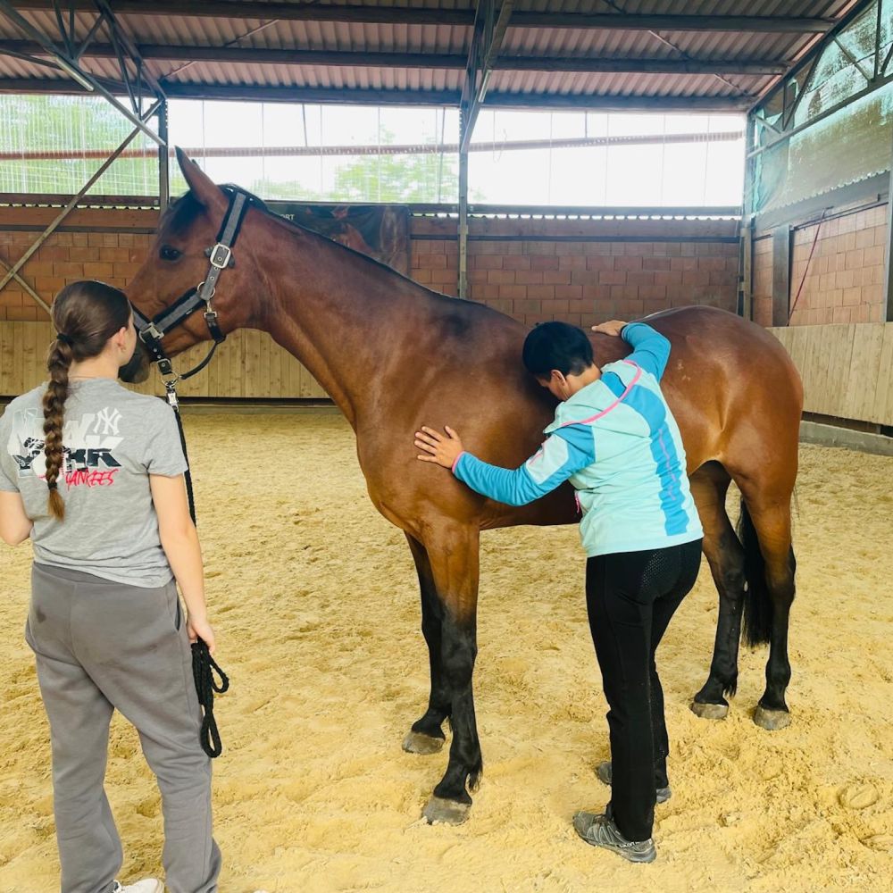 Osteo­pathie beim Pferd