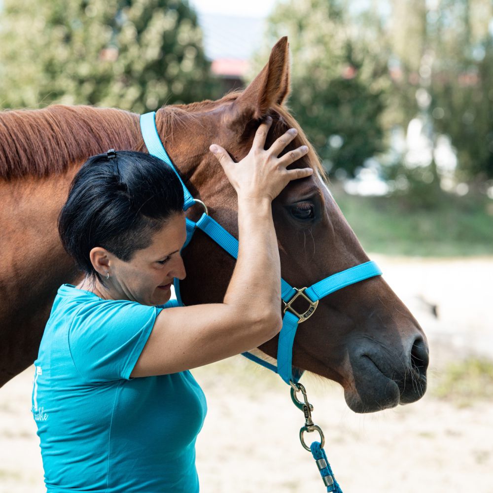 Stationäre Reha­bilitation & Urlaubs­vertretung für Pferde